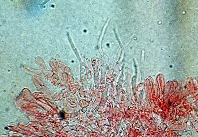 Cheimonophyllum candidissimum   (Berk. & M.A. Curtis) Singer